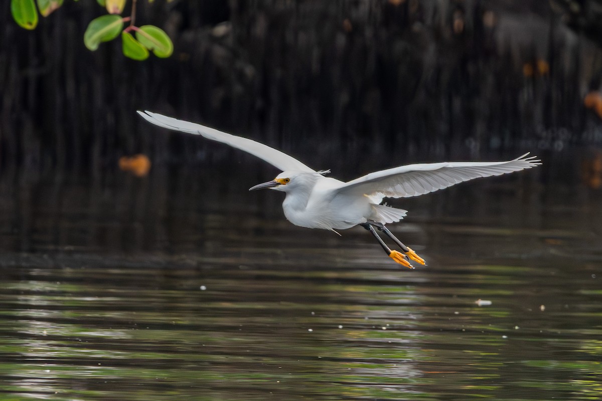 Snowy Egret - Marney Queiroz