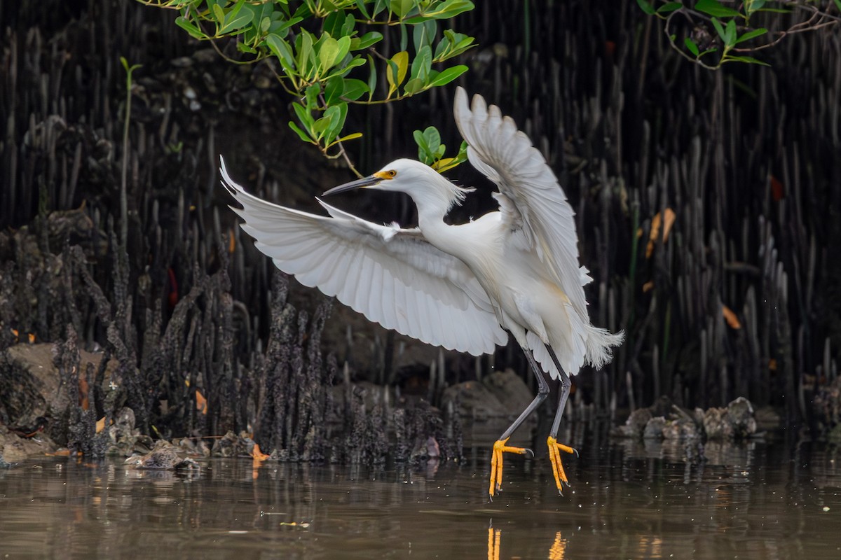 Snowy Egret - ML609201360