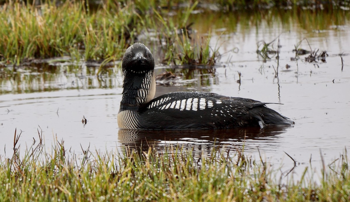 Pacific Loon - ML609201367