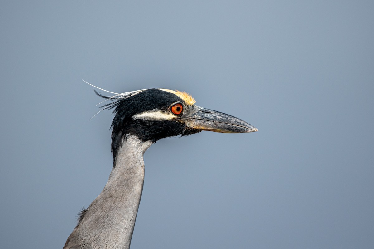 Yellow-crowned Night Heron - Marney Queiroz