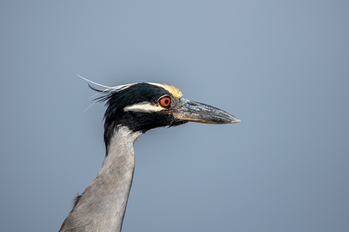 Yellow-crowned Night Heron - ML609201380