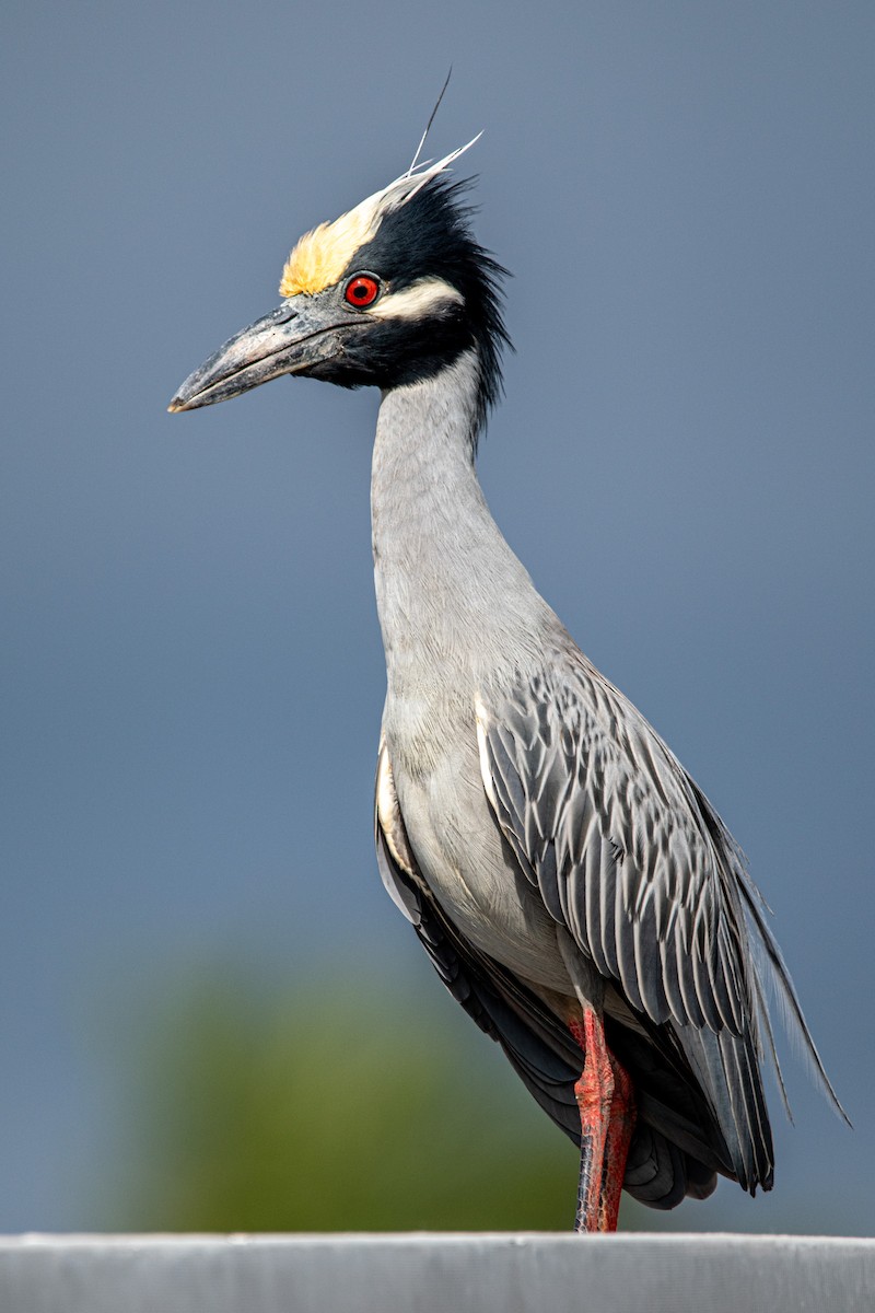 Yellow-crowned Night Heron - ML609201388