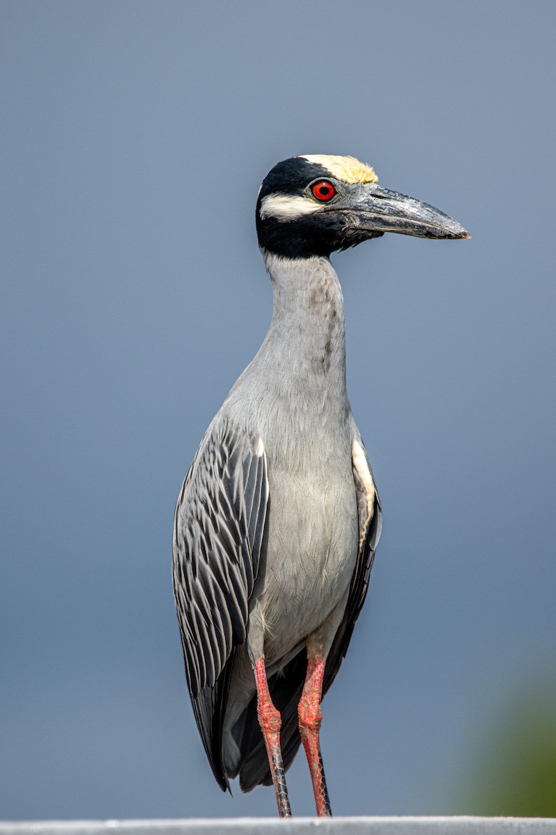 Yellow-crowned Night Heron - ML609201392