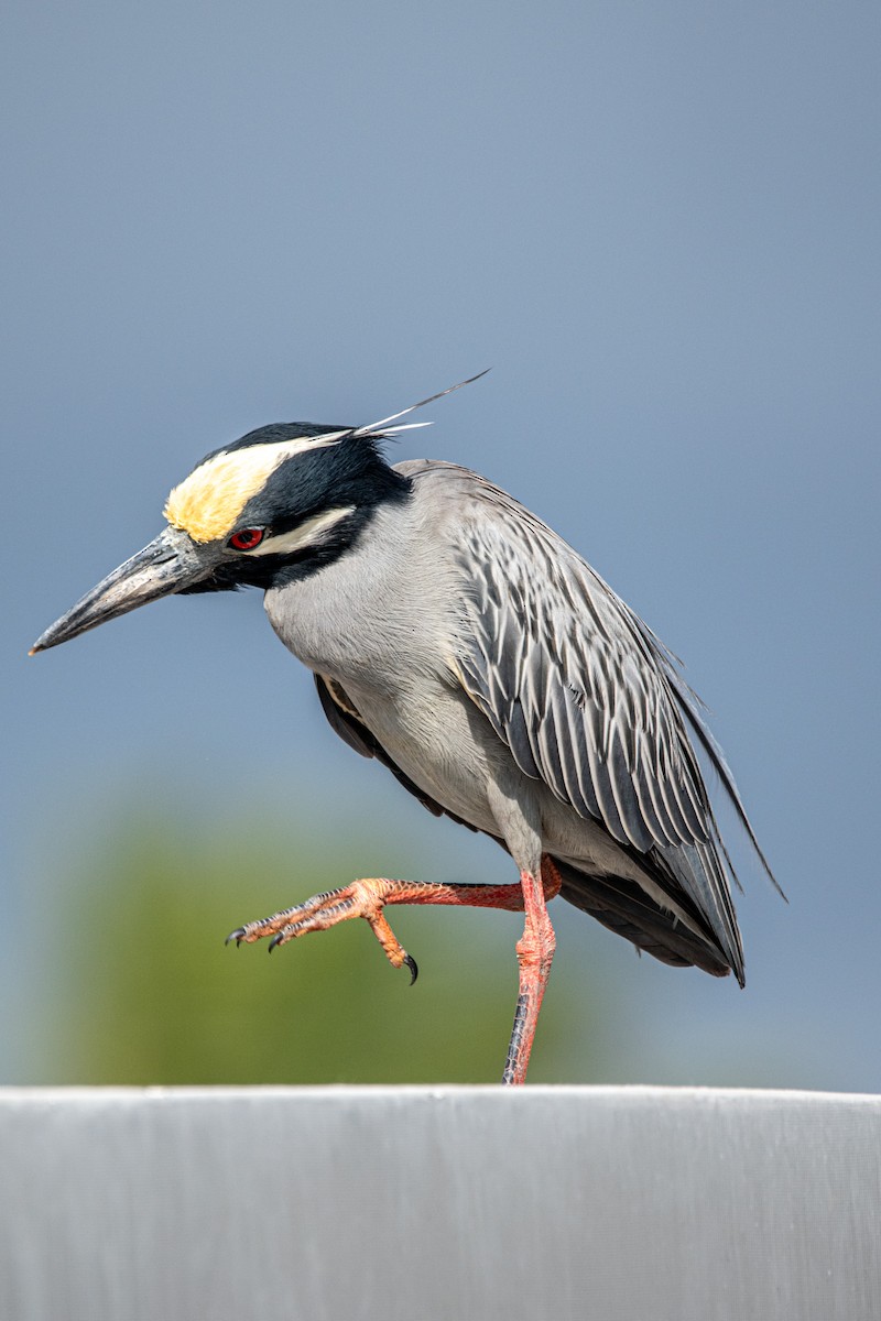 Yellow-crowned Night Heron - ML609201396