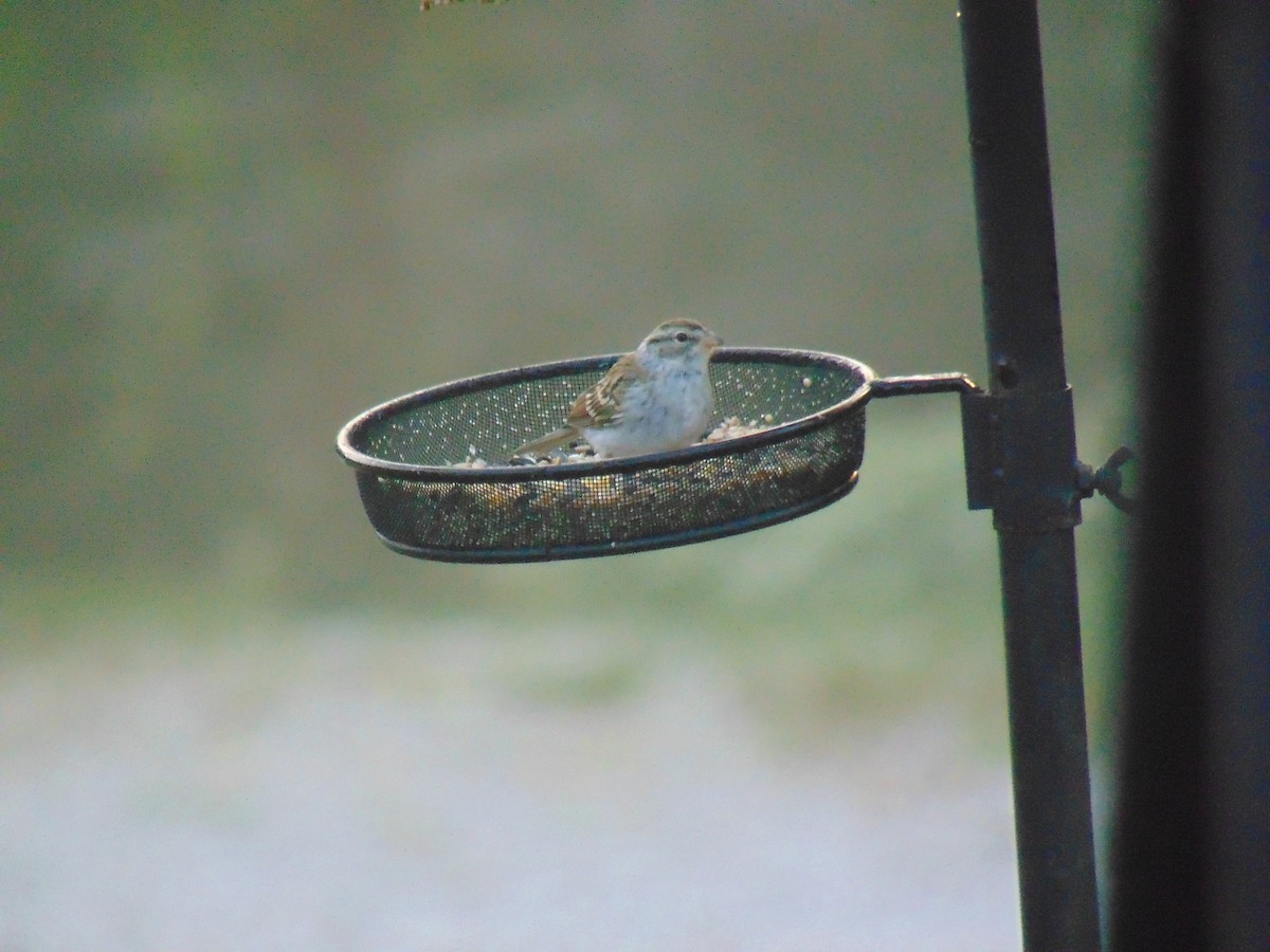 Chipping Sparrow - ML609201454