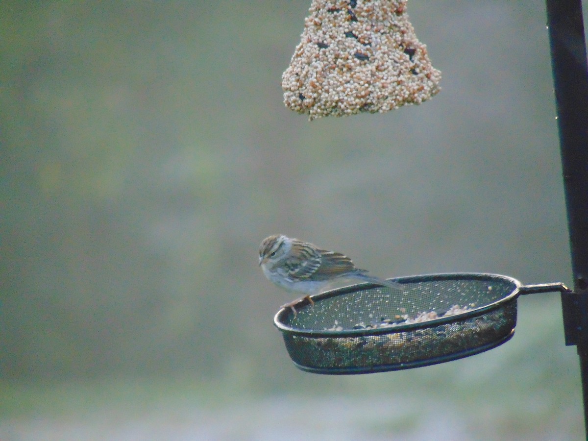 Chipping Sparrow - ML609201461