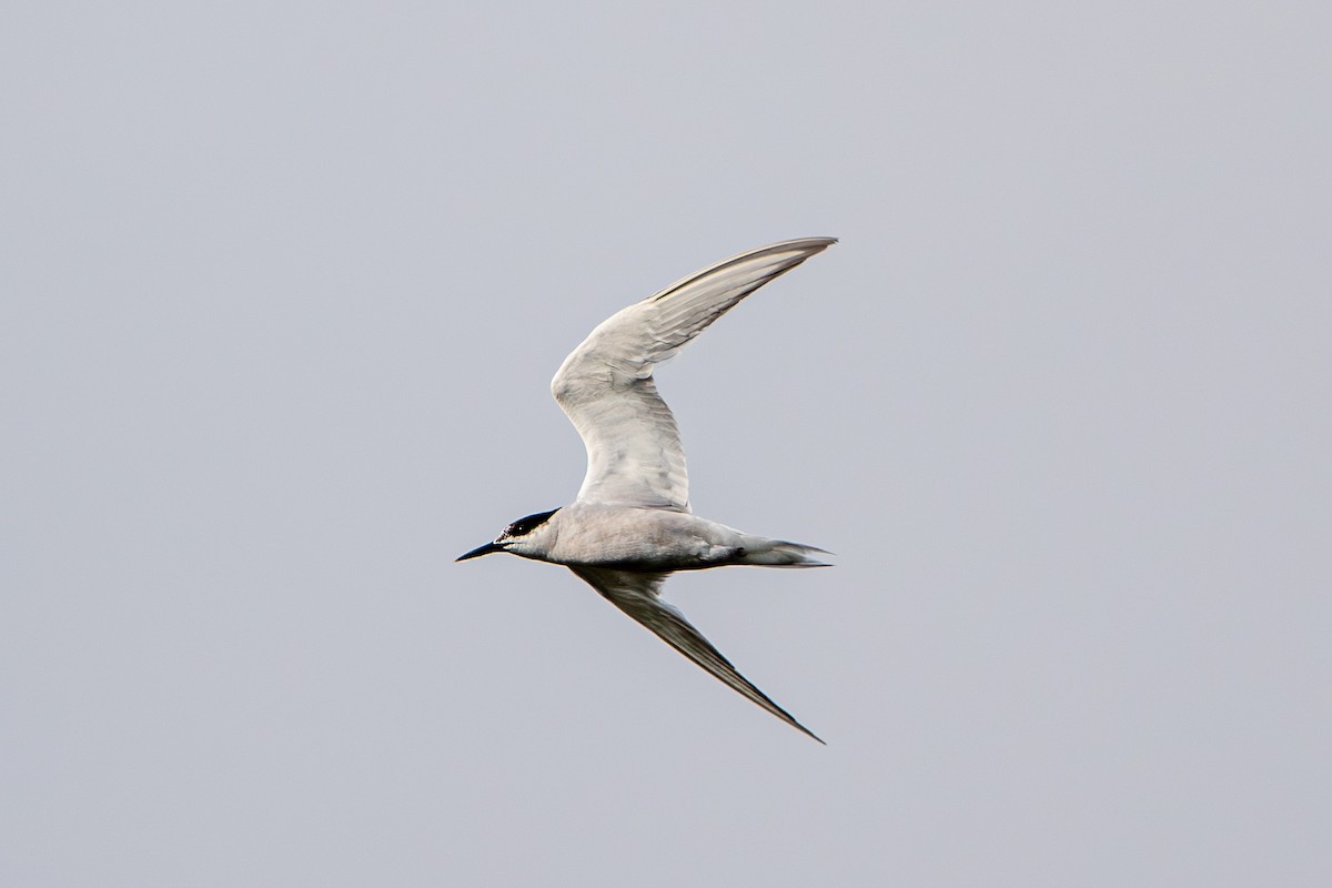 Common Tern - Marney Queiroz