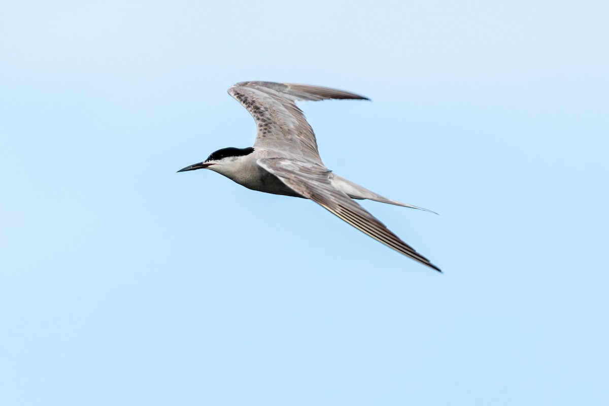 Common Tern - Marney Queiroz