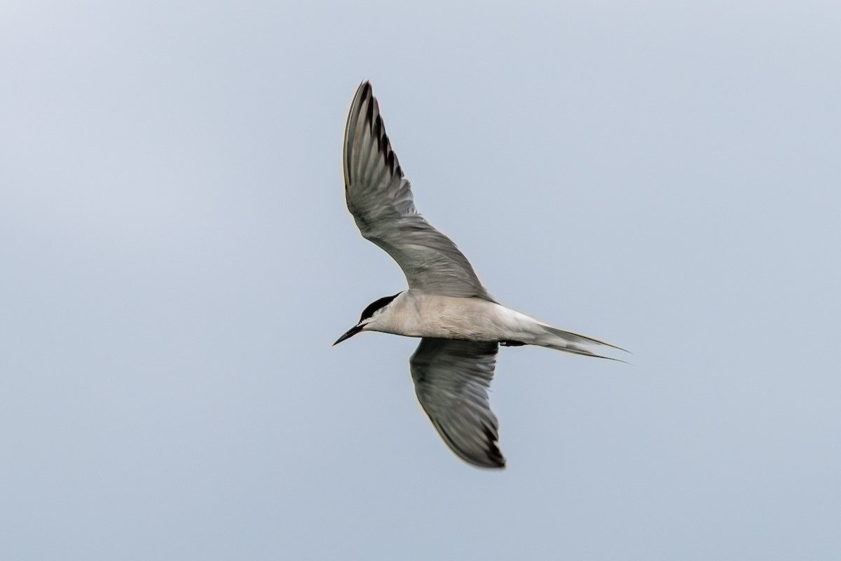 Common Tern - Marney Queiroz