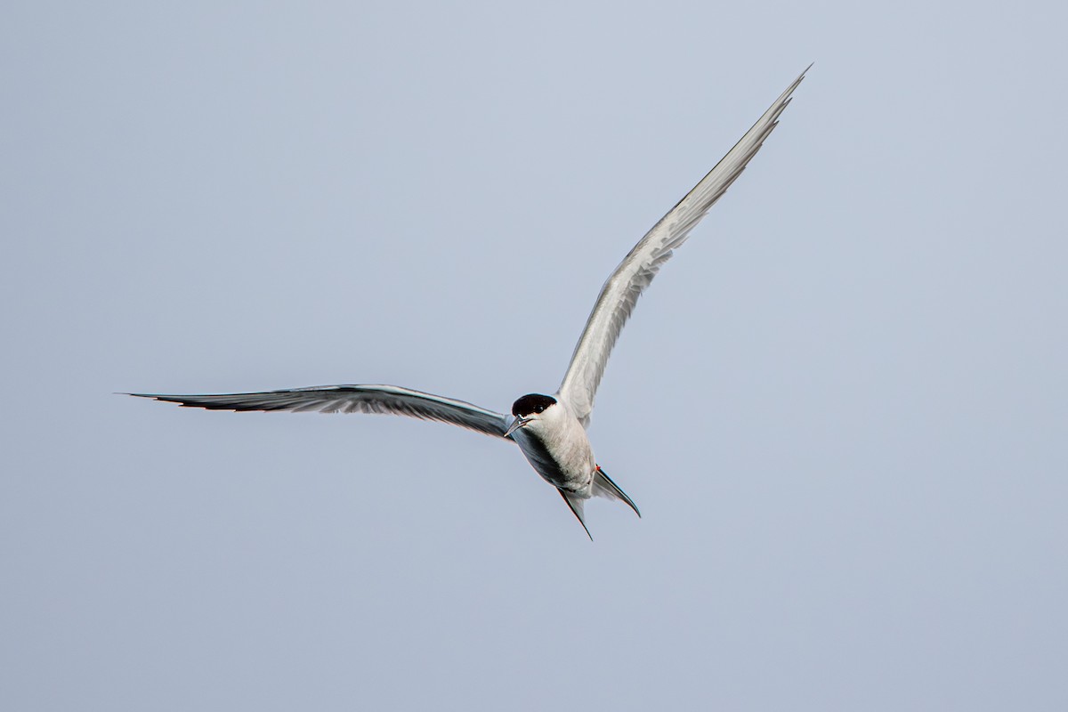 Common Tern - Marney Queiroz