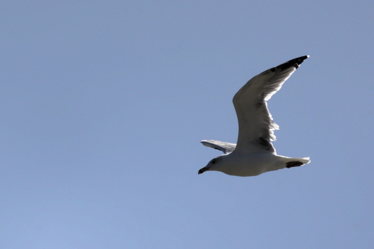 Gaviota Patiamarilla - ML609201515