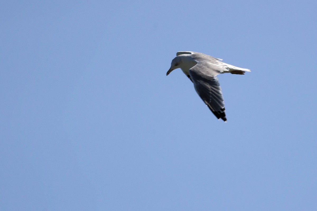 Gaviota Patiamarilla - ML609201516