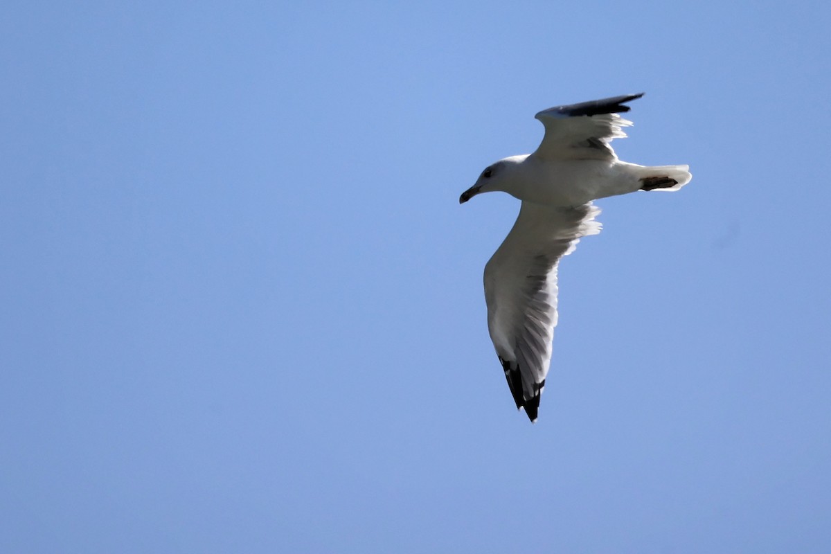 Gaviota Patiamarilla - ML609201517