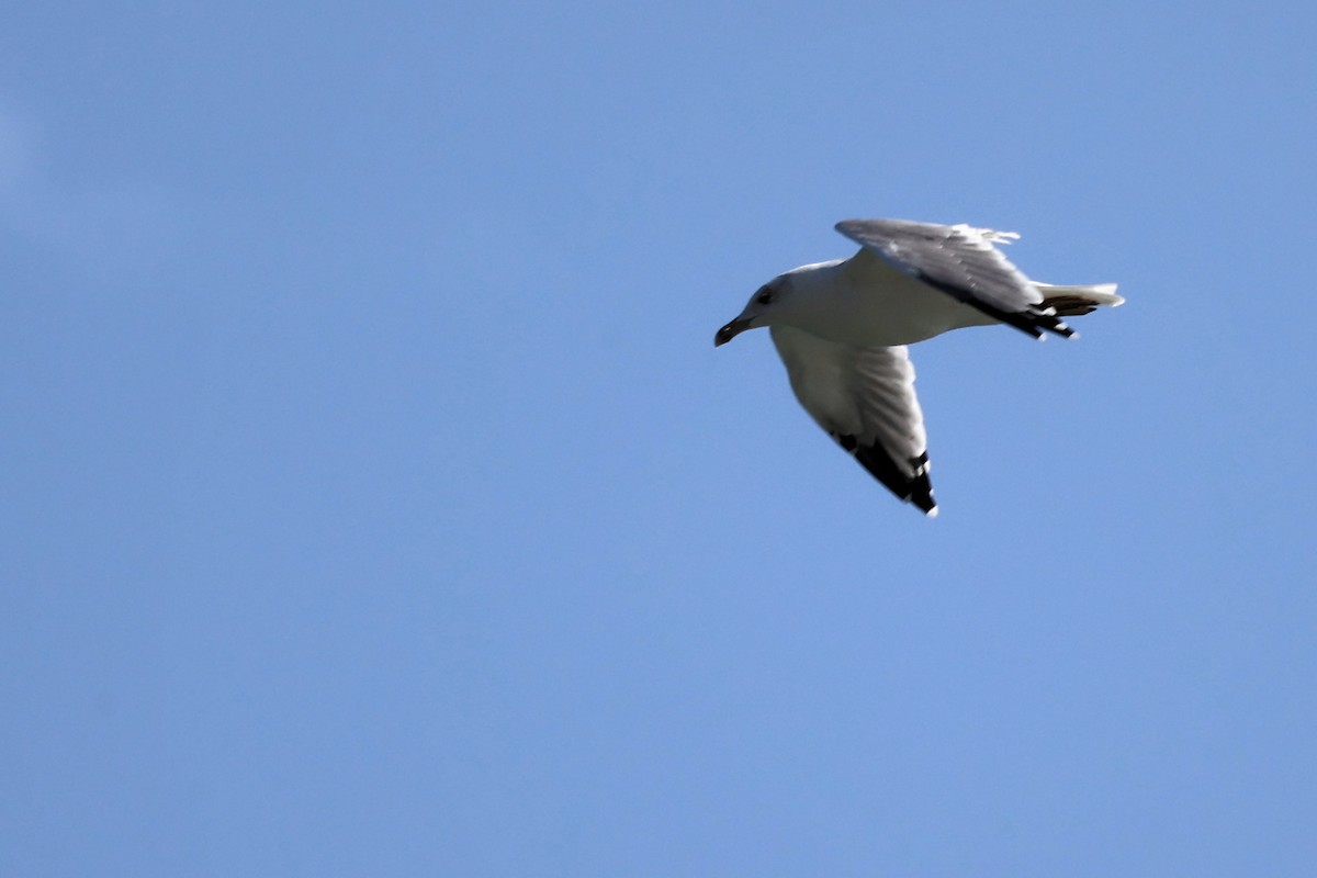 Yellow-legged Gull - Anonymous