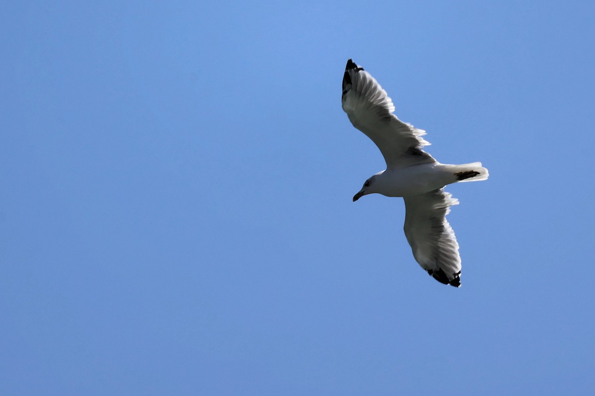 Gaviota Patiamarilla - ML609201523