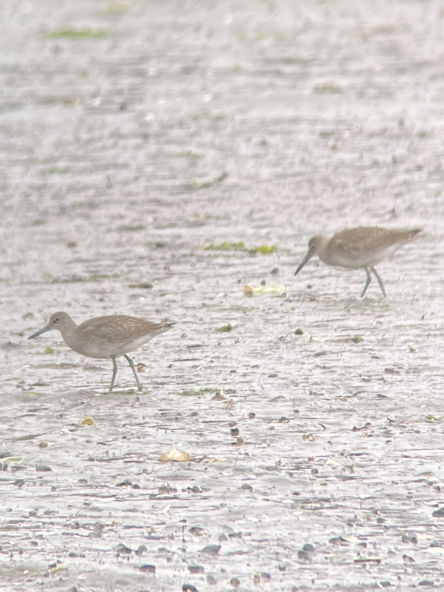 Willet (Eastern) - ML609201586