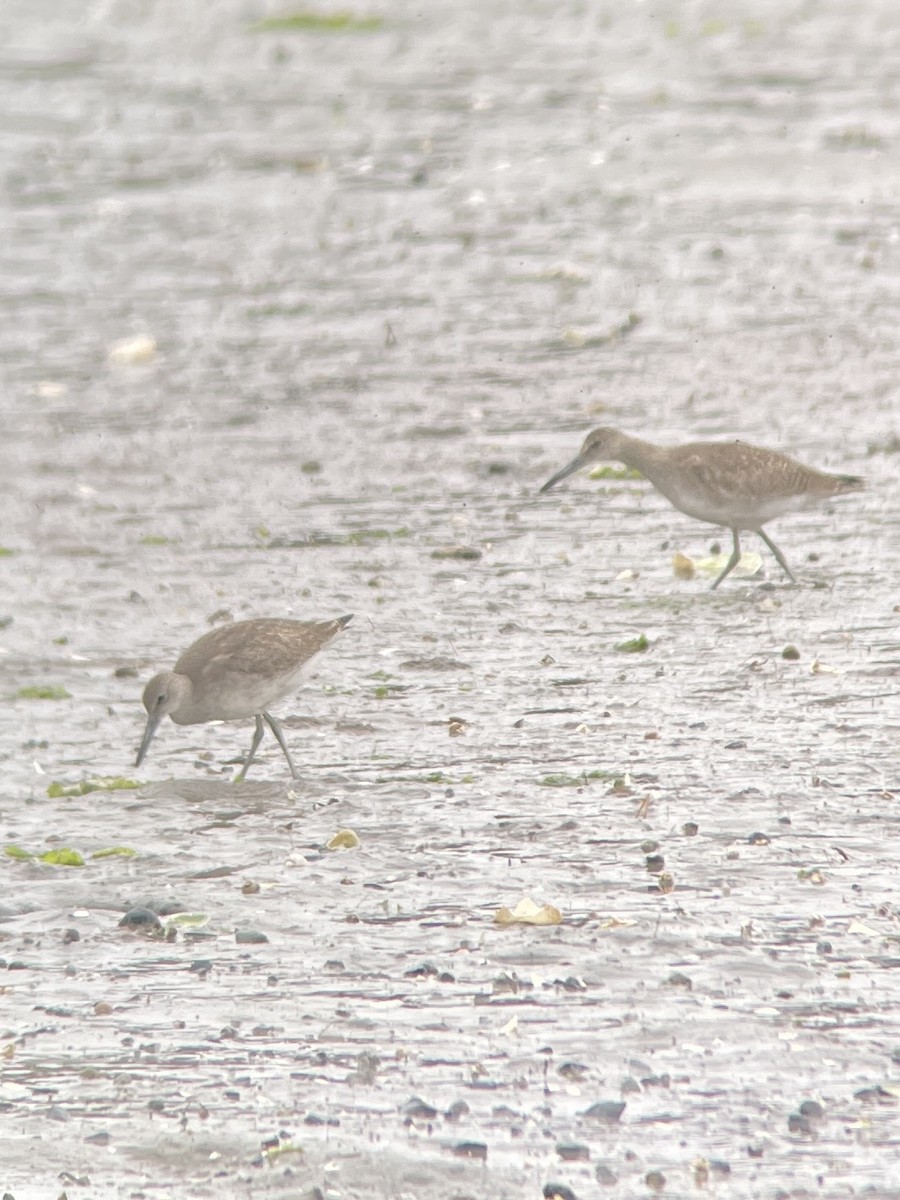 Willet (Eastern) - ML609201588