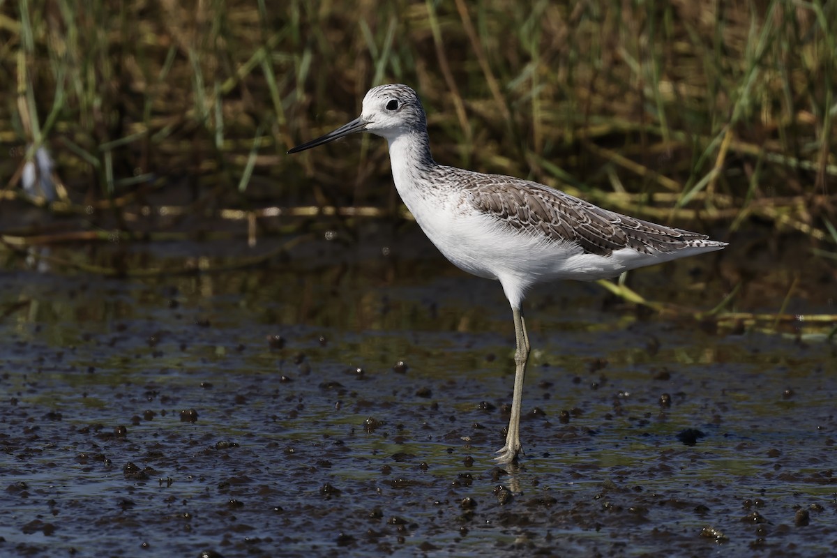 Common Greenshank - ML609201666