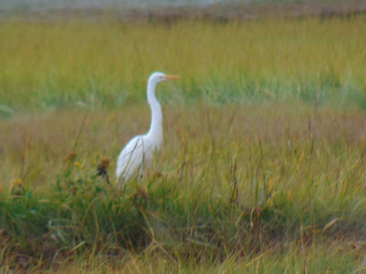 Great Egret - ML609201711