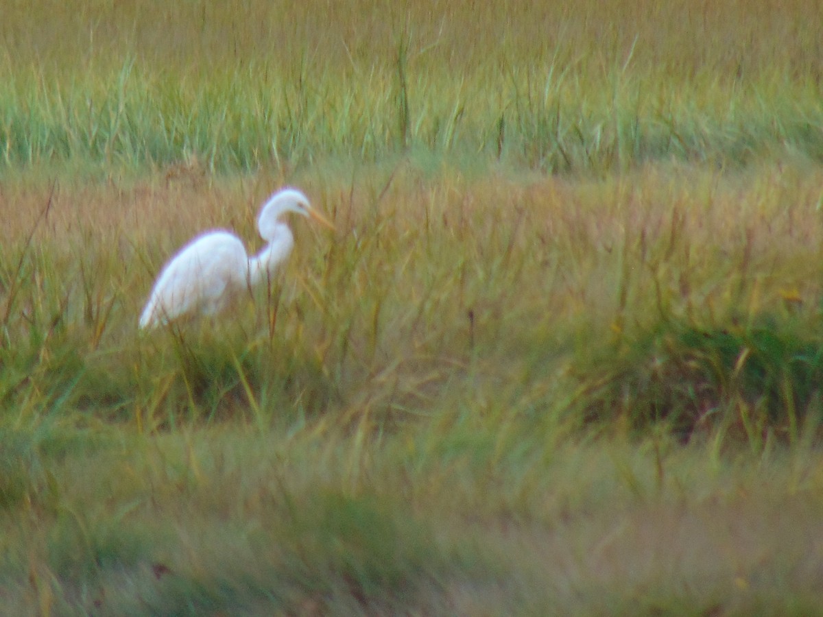 Great Egret - Maryann  Clark