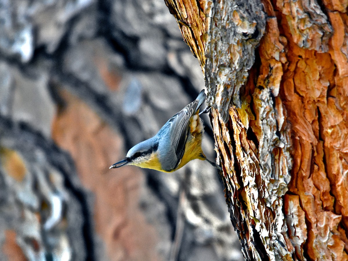 Eurasian Nuthatch - Carles Balbastre Cuenca