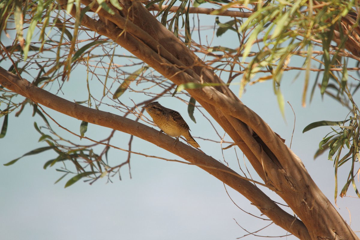 Eurasian Wryneck - ML609201725