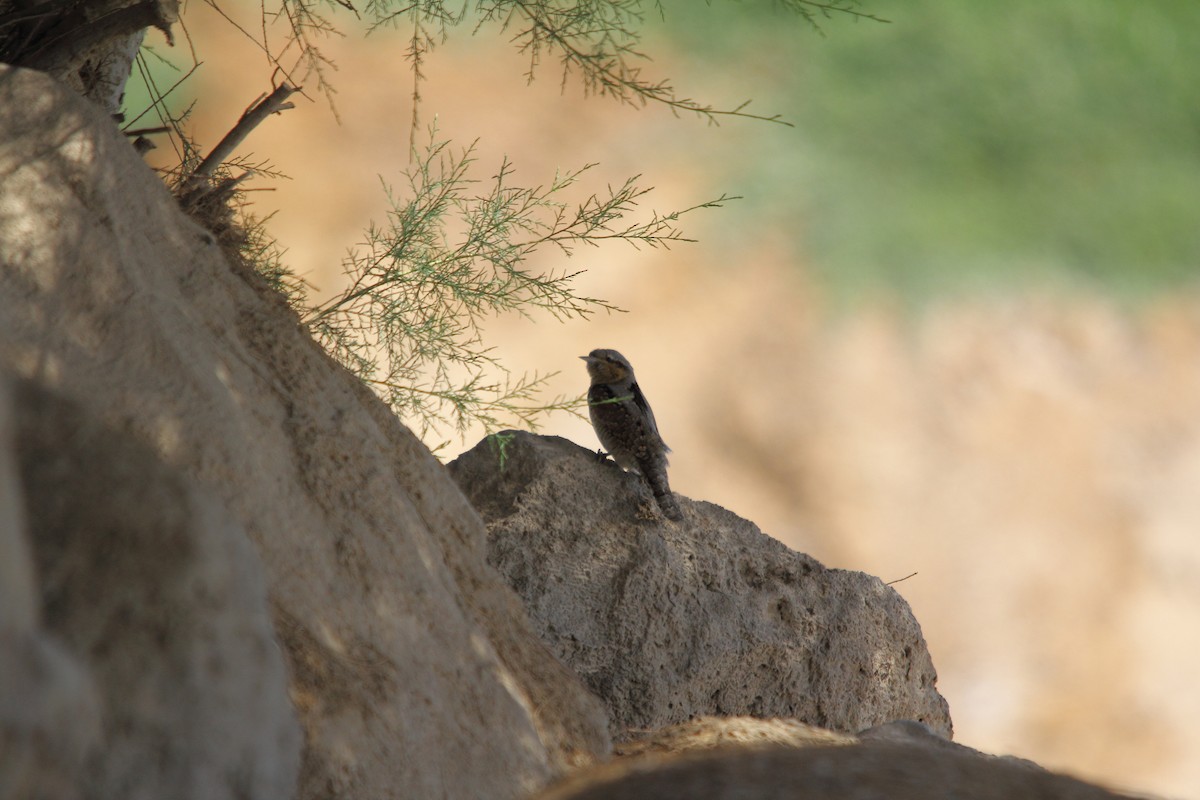 Eurasian Wryneck - ML609201726