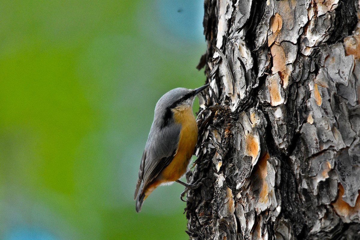 Eurasian Nuthatch - ML609201728