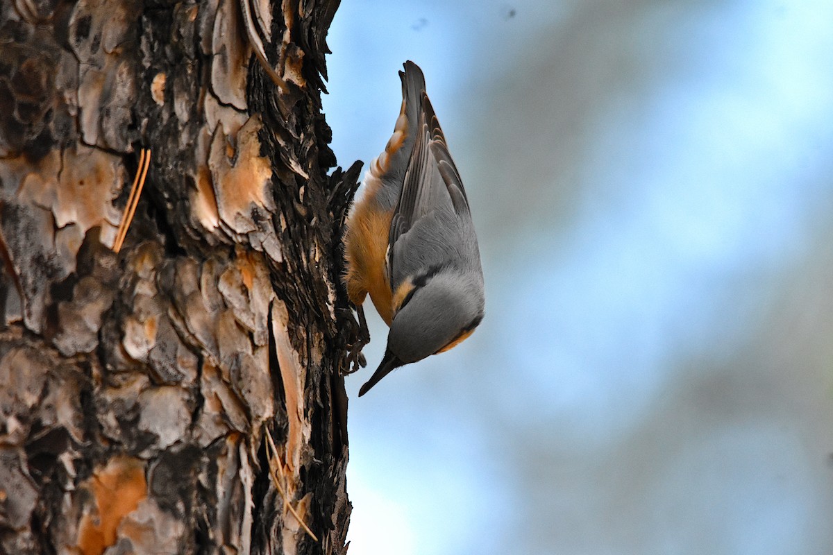 Eurasian Nuthatch - ML609201729