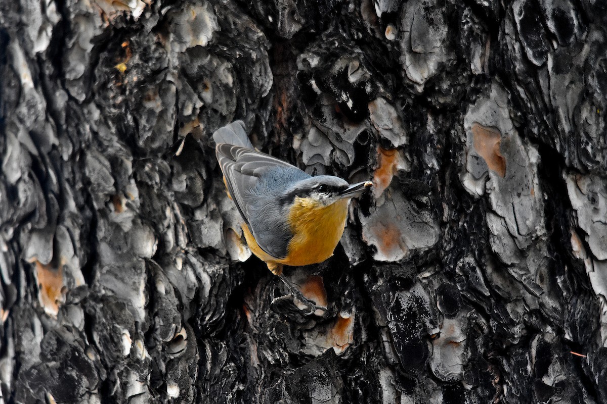 Eurasian Nuthatch - Carles Balbastre Cuenca