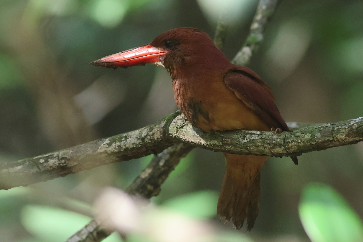 Ruddy Kingfisher - Chinmay Rahane