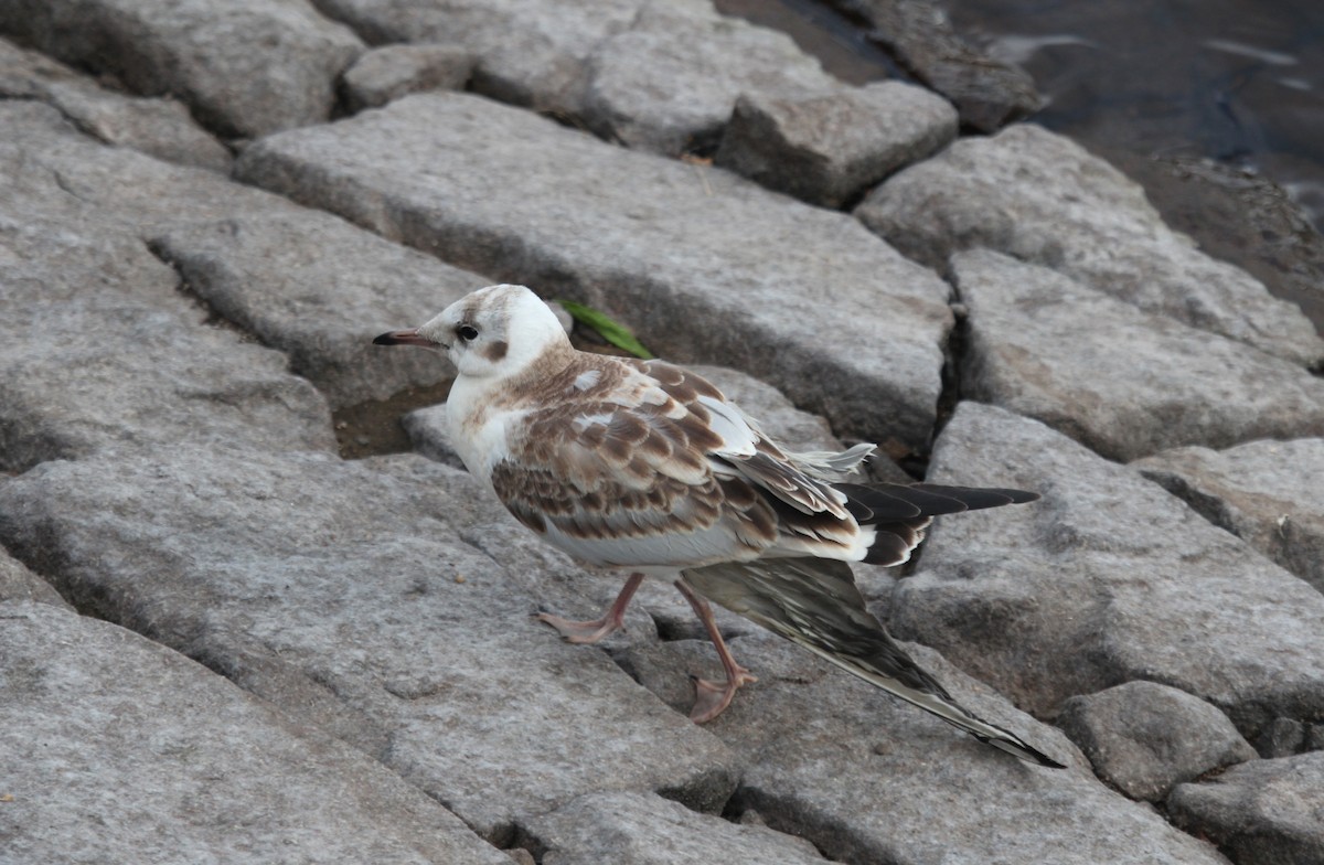 Black-headed Gull - ML609201930