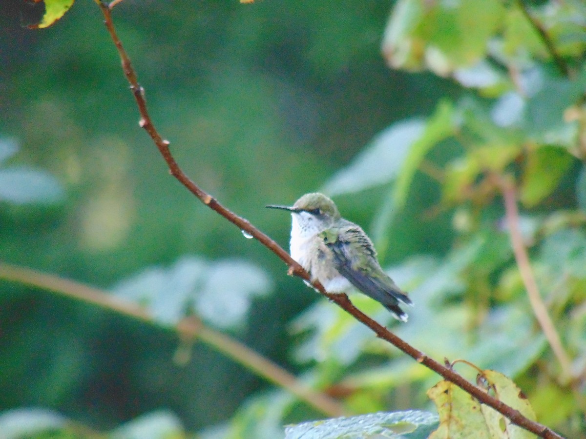 Ruby-throated Hummingbird - ML609201977