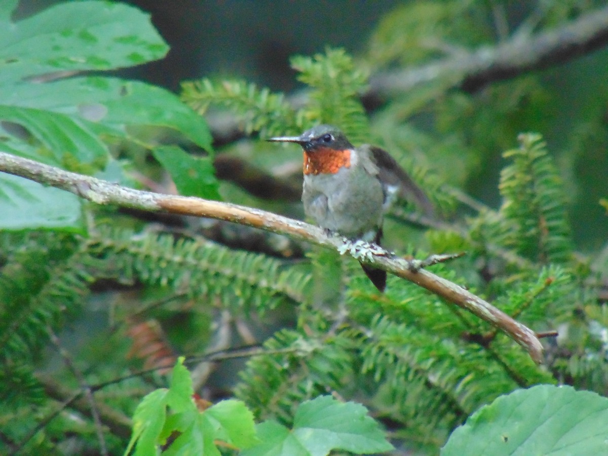 Ruby-throated Hummingbird - ML609201987