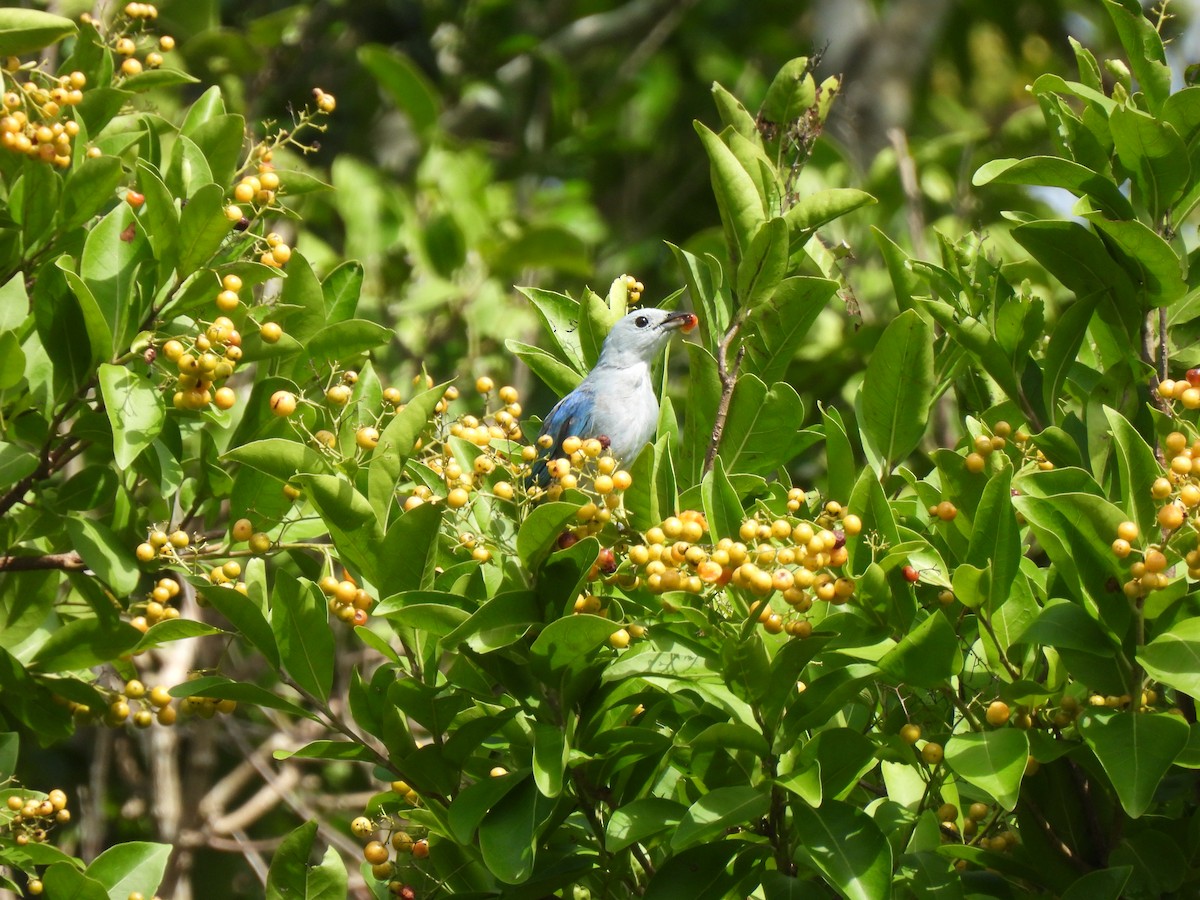 Blue-gray Tanager - ML609202061