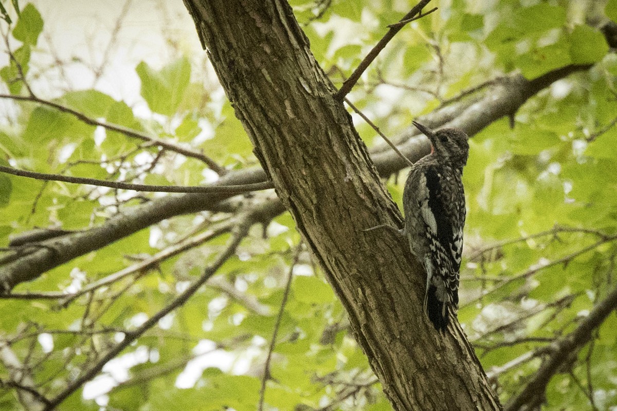 Yellow-bellied Sapsucker - ML609202063