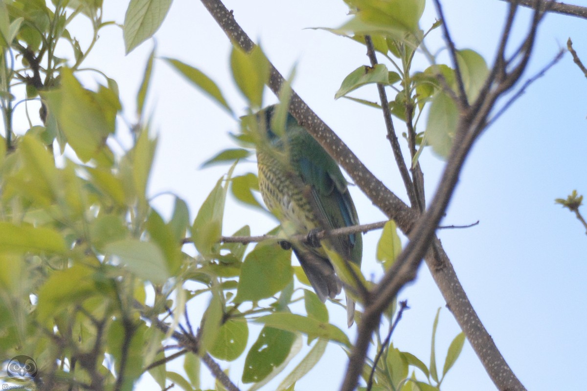 Swallow Tanager - Dante Gabriel Moresco