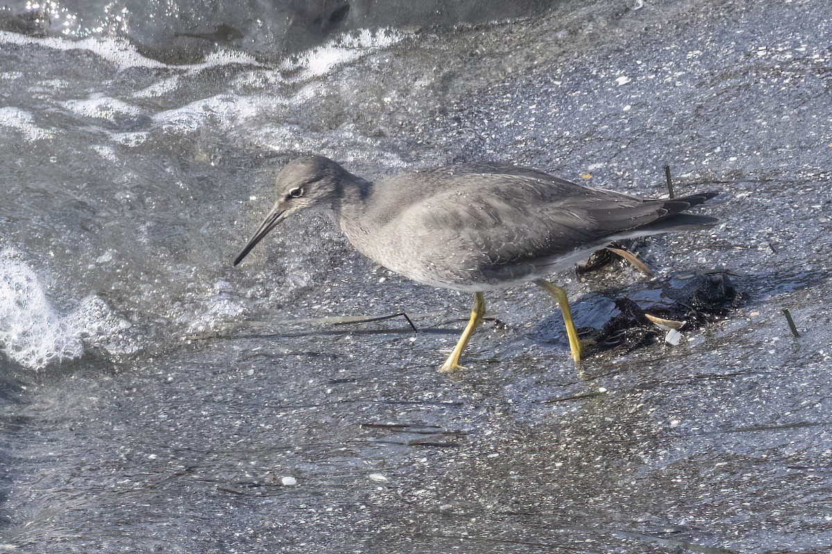 Wandering Tattler - ML609202288