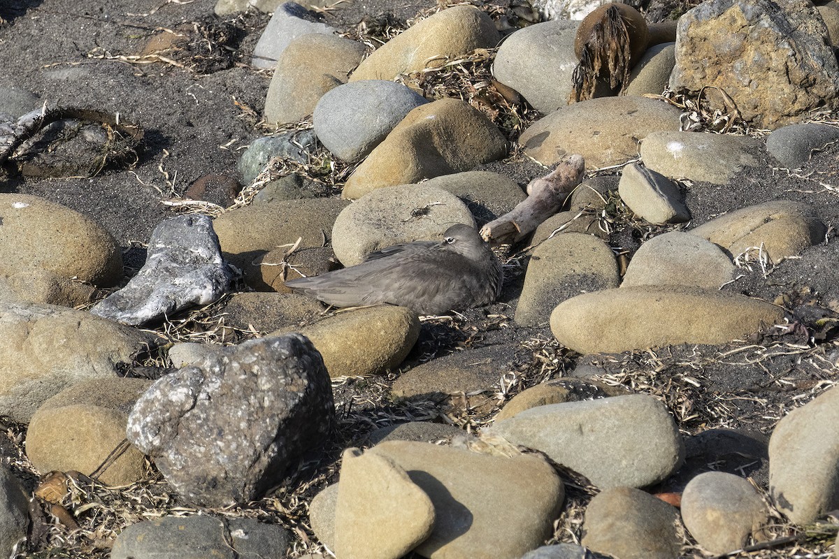 Wandering Tattler - ML609202289