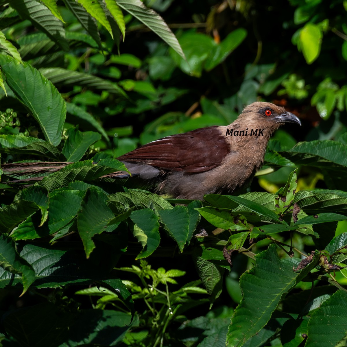 Andaman Coucal - ML609202312