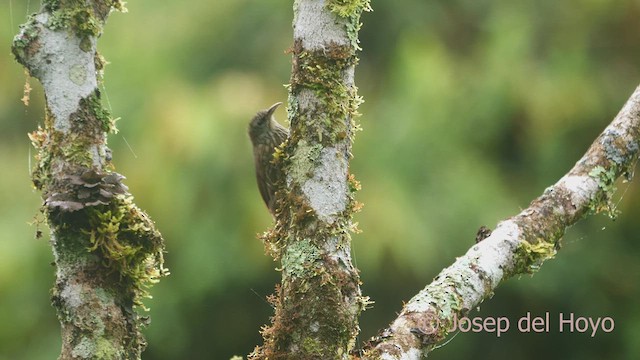 Montane Woodcreeper - ML609202355