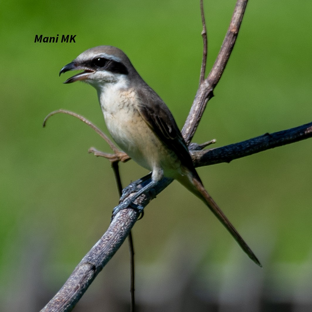 Brown Shrike (Brown) - ML609202361