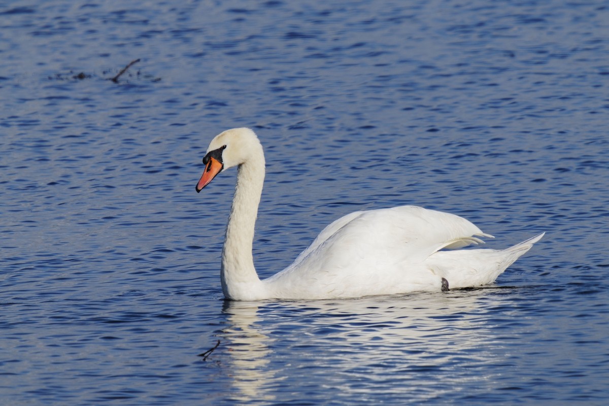 Cygne tuberculé - ML609202549