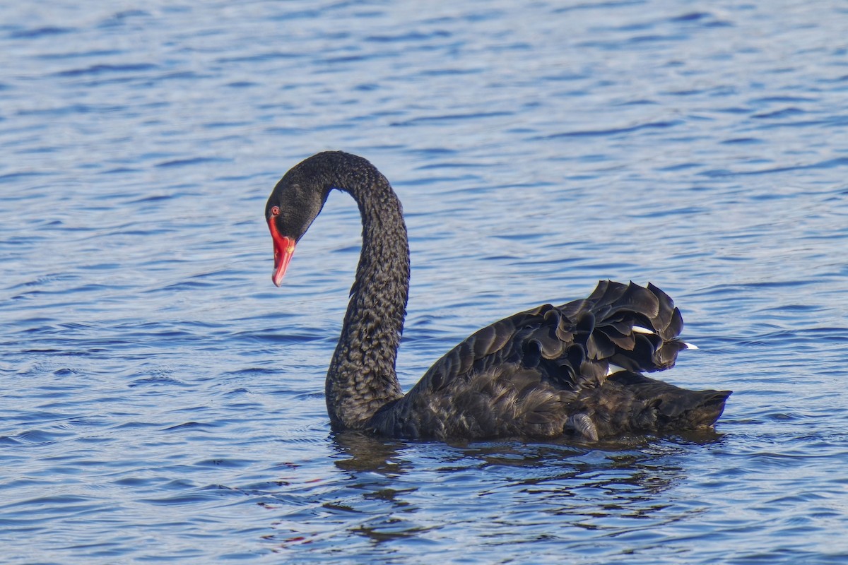 Black Swan - ML609202555