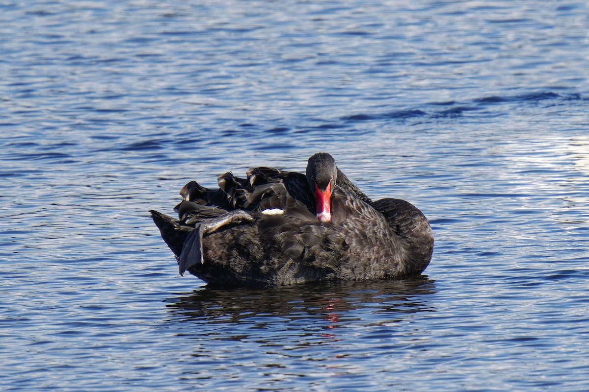 Black Swan - Holger Teichmann