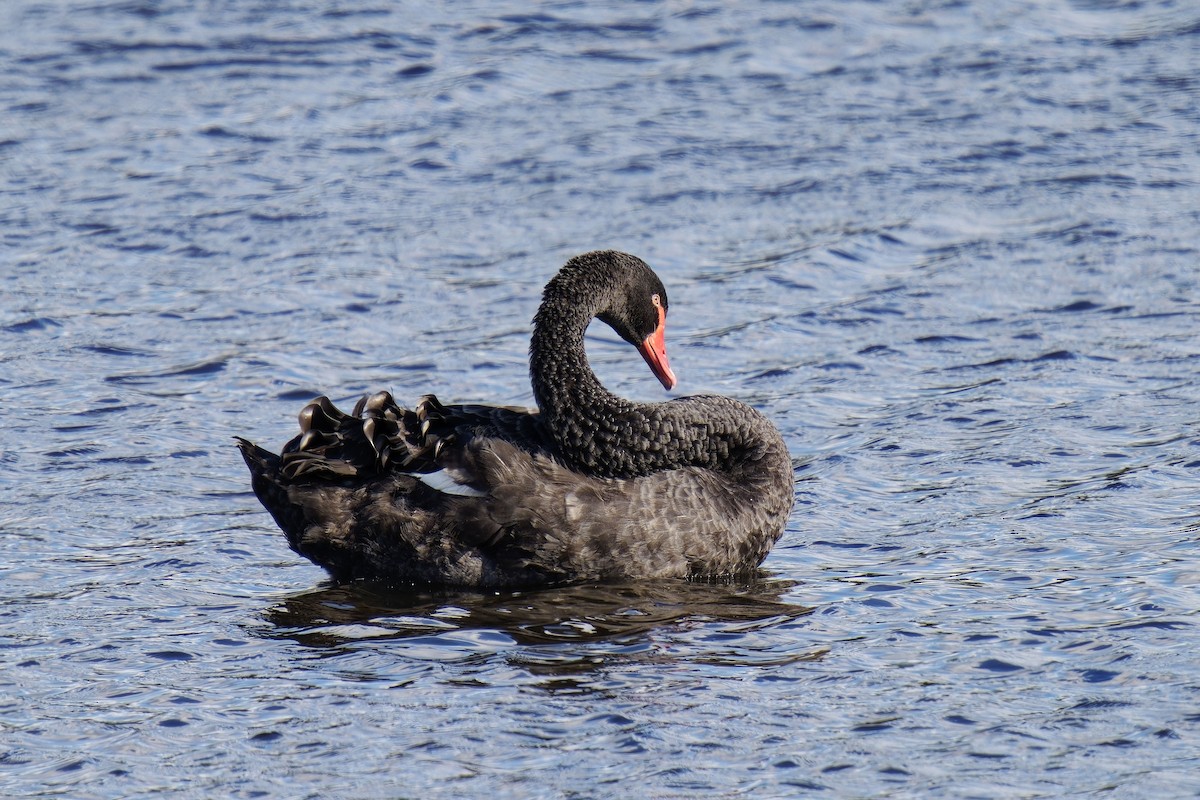 Black Swan - ML609202560