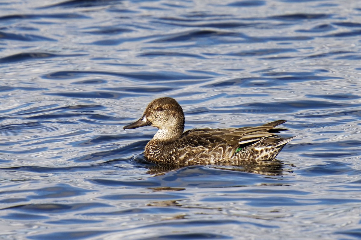 Green-winged Teal - ML609202601