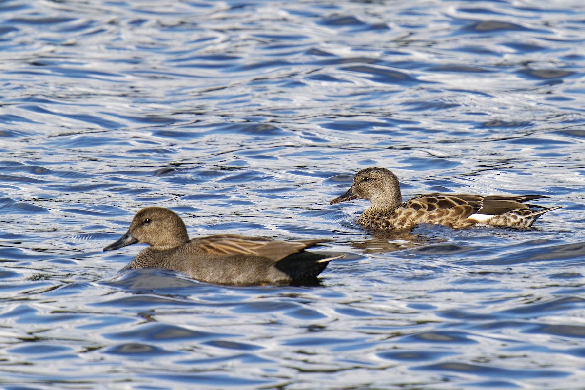 Gadwall - ML609202603