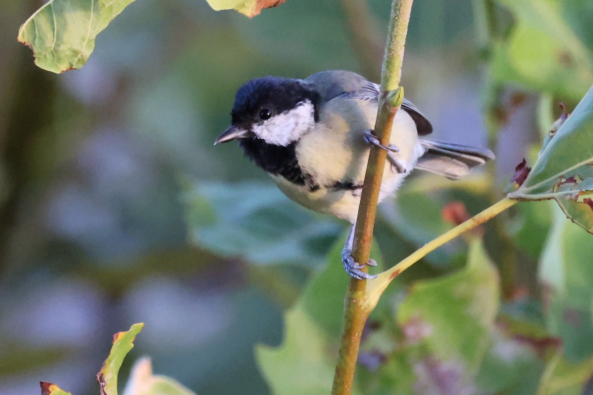 Great Tit - ML609202775