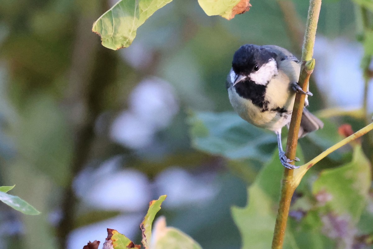 Mésange charbonnière - ML609202776